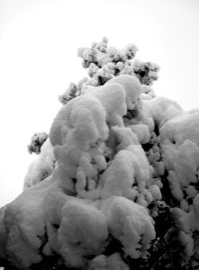 Pine Tree Hanging Heavy with Snow