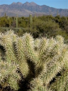 Cholla View of Four Peaks