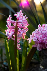 Spring flower hyacinthus orientalis