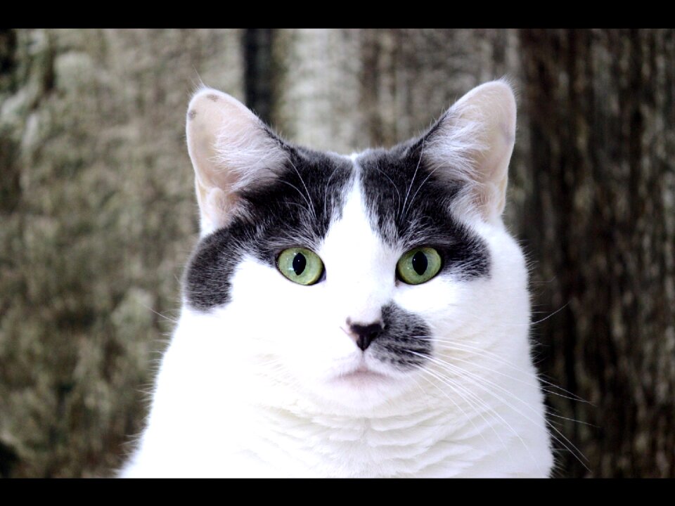 Pet domestic animal kitten