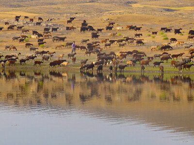 Summer lake herd