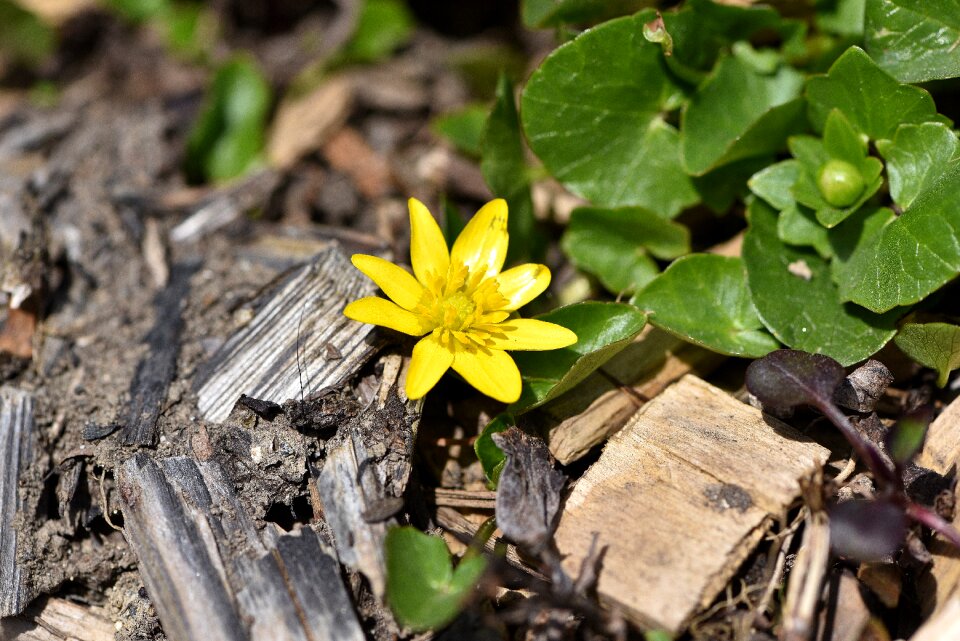 Bloom yellow yellow flower
