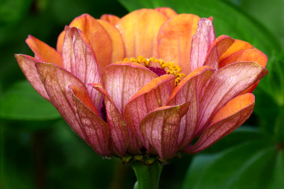 Orange-pink summer garden