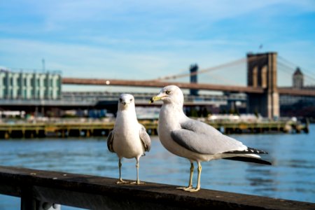 Two Nonplussed Seagulls photo