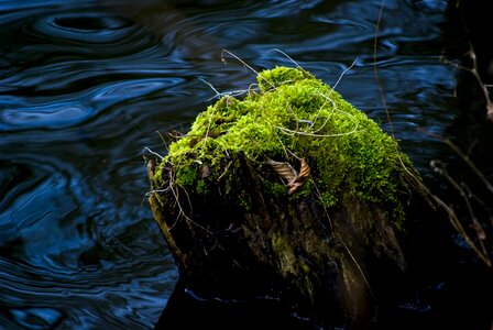 Moss macro vegetation