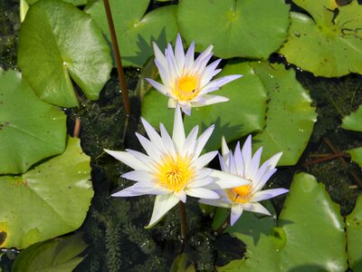 Water lily flower nymphaea