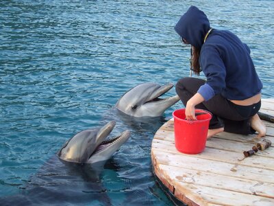 Ocean marine dolphin
