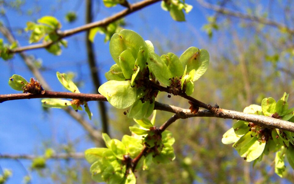 Blooming elm branch green inflorescence spring