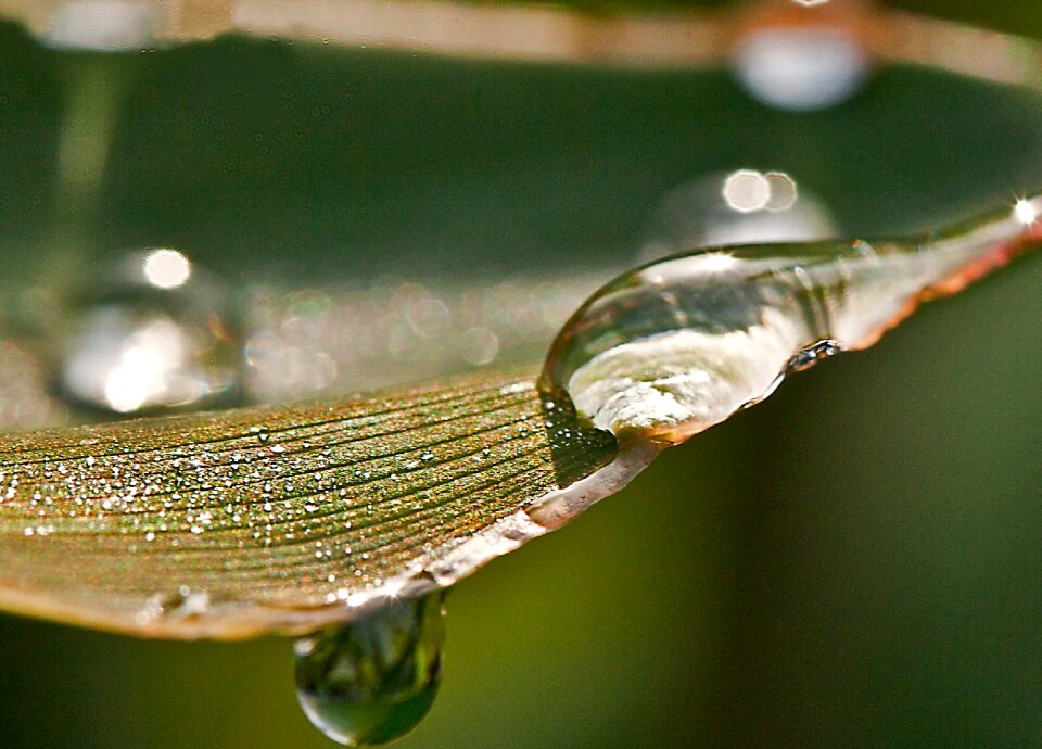 Rain drops after the rain closeup