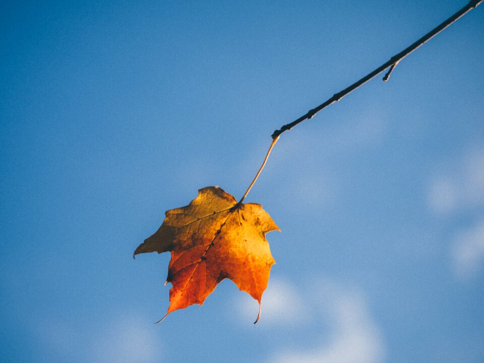 Yellow fall leaves background season
