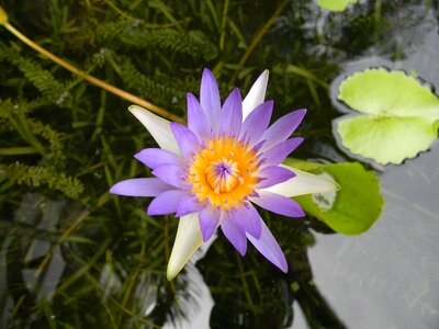 Water lily flower nymphaea photo