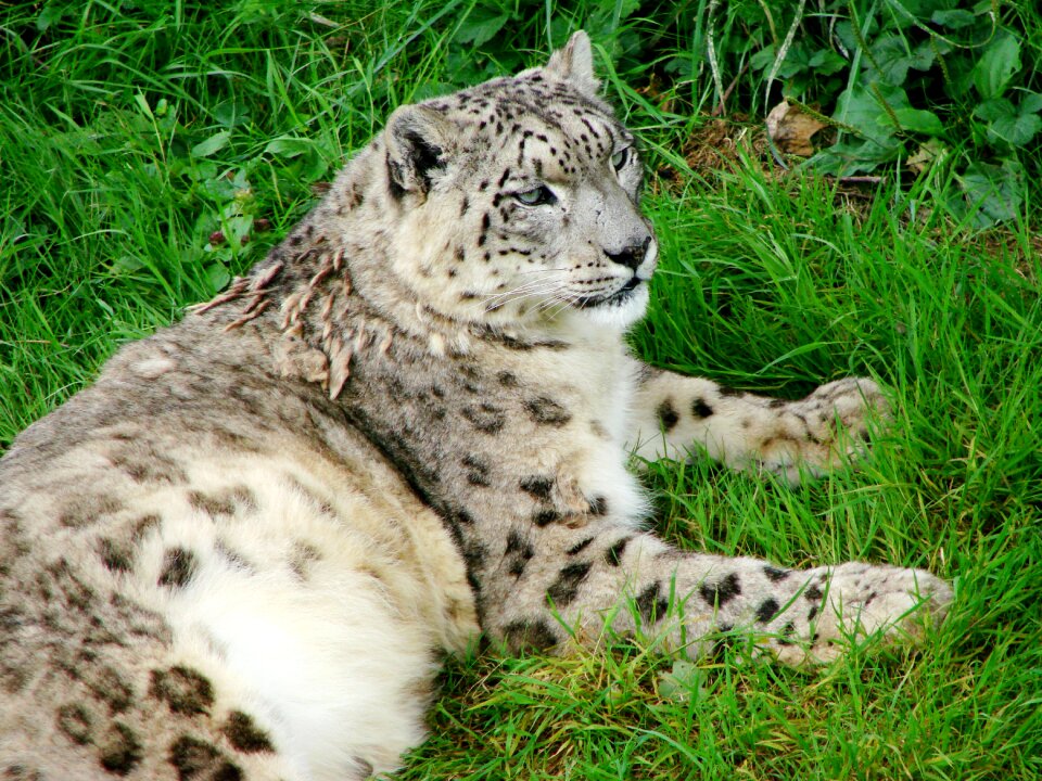Looking feline big