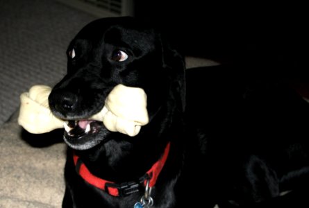 Oh Give Me a Bone...