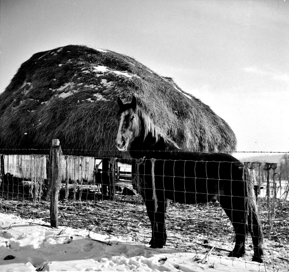Hay & Neigh: Horse and his shelter on a farm in Montgomery County, Maryland, February 1940.