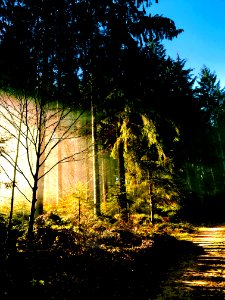 Wege im Schwarzwald
