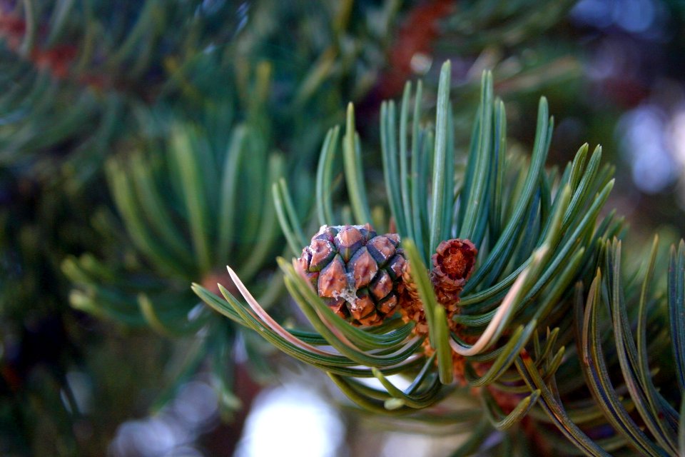 Pinyon Cone - Free Stock Photos | Creazilla