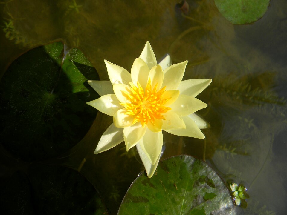Water lily flower nymphaea