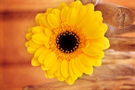 Yellow flower schnittblume blossom photo