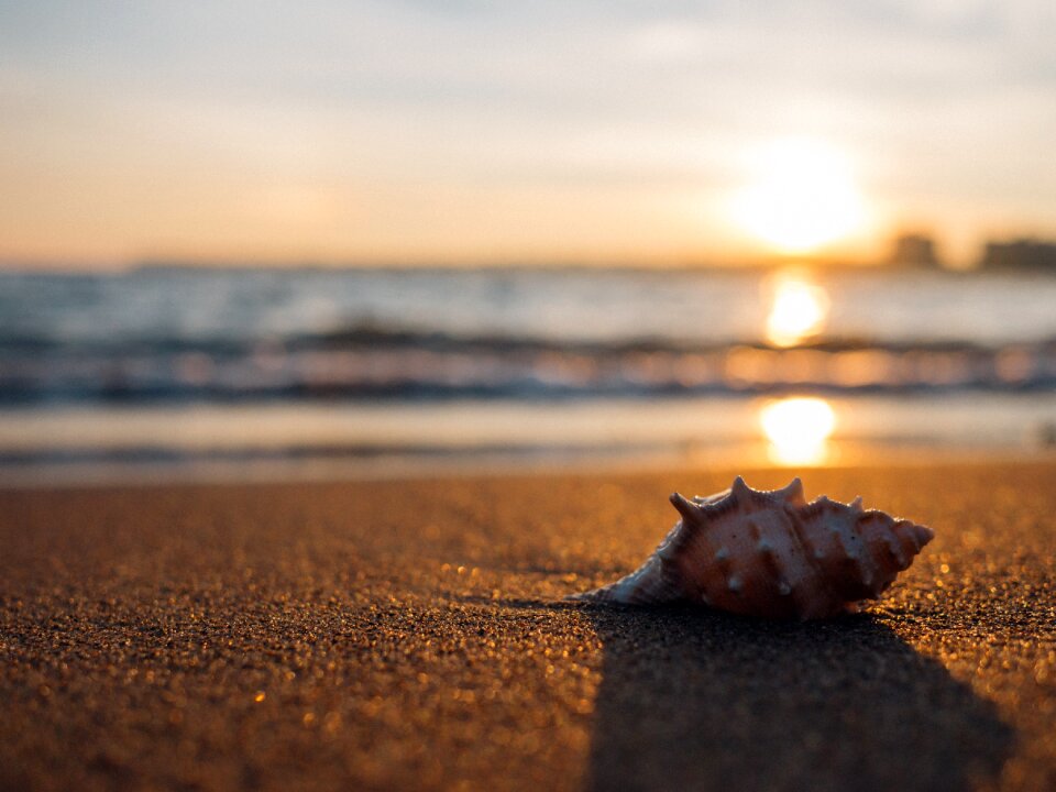 And sea shell summer photo