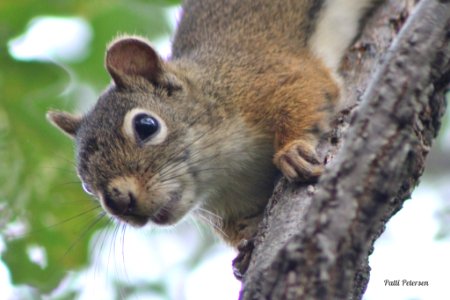 Red squirrel photo