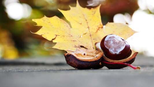 Nature fall leaves stone