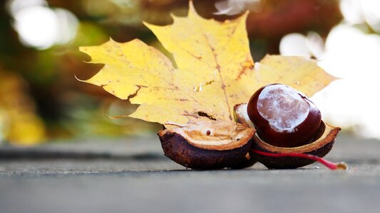 Nature fall leaves stone photo