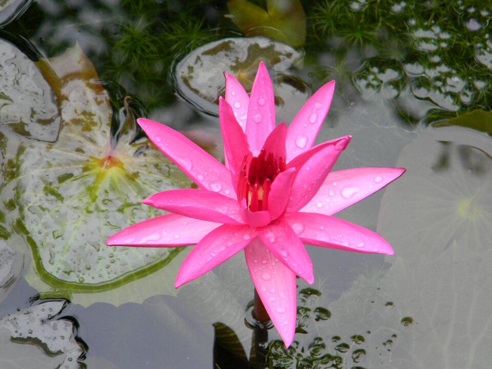 Water lily flower nymphaea