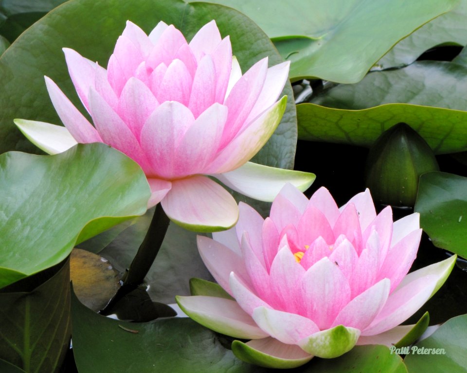 water lilies