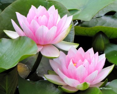 water lilies photo