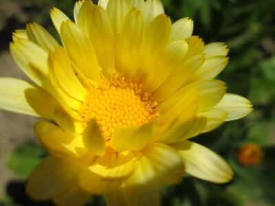 Flower garden yellow