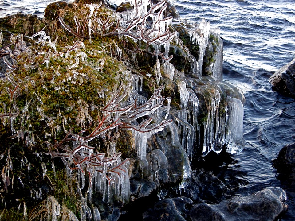 It's Not Easy Being a Stubby Plant in Iceland photo