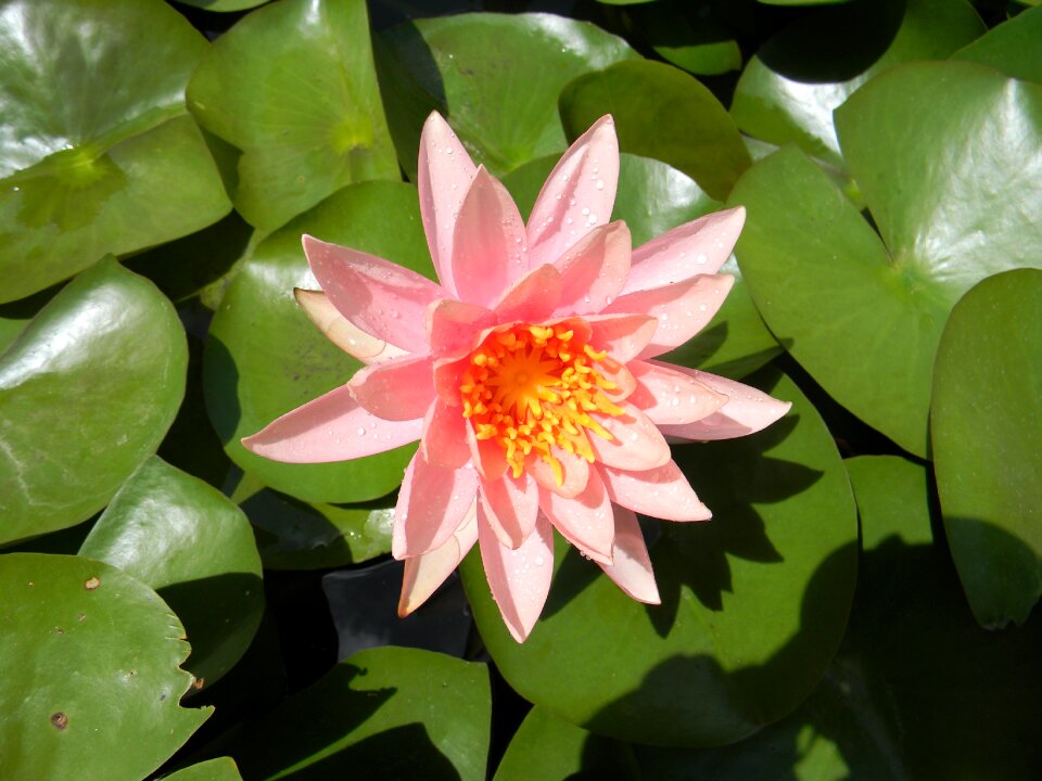 Water lily flower nymphaea