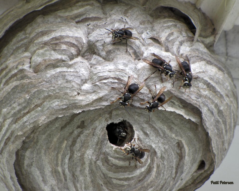 hornets