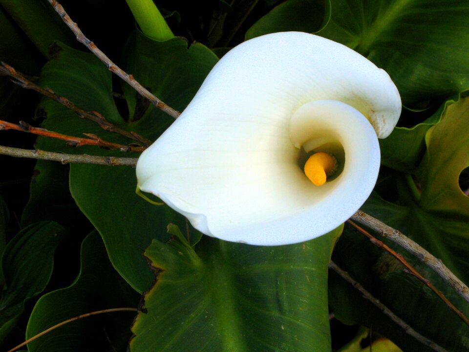 New zealand nature garden