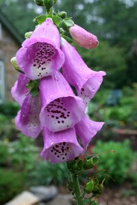 Purple botanical summer photo