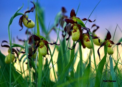 Yellow Lady Slippers photo