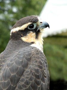 Bird fly fauna