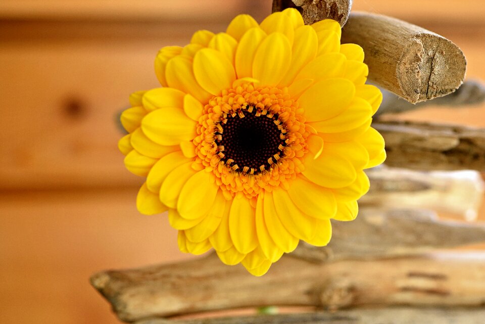 Yellow gerbera schnittblume photo