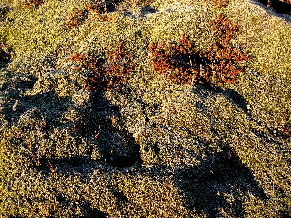 Spongy Steps