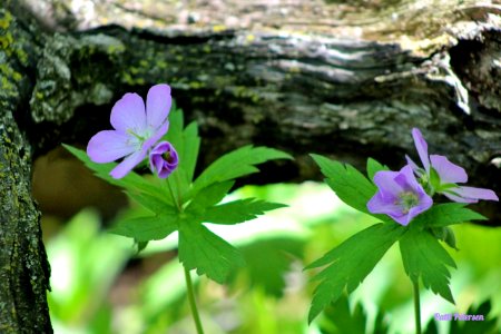 Wild geraniums photo