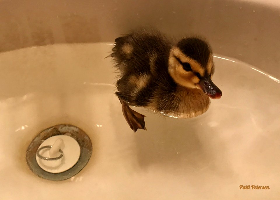 Odd pond for a duckling