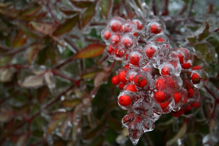 Winter berry red