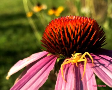 crab spider on coneflower photo