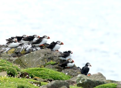 Puffins facing into the wind photo