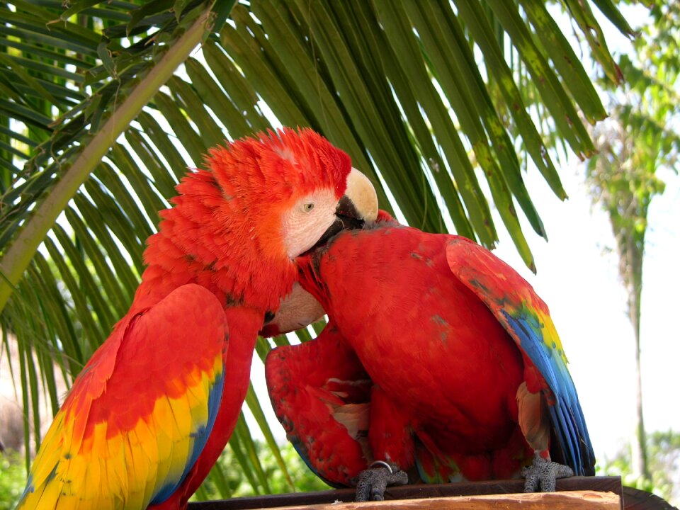 Zoo couple colorful