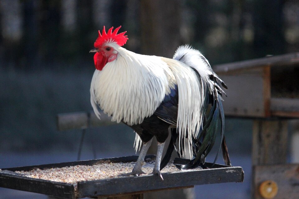 Cockerel feather crest