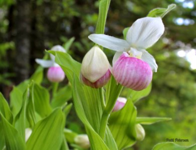 2 Showy Lady Slipper open and bud photo