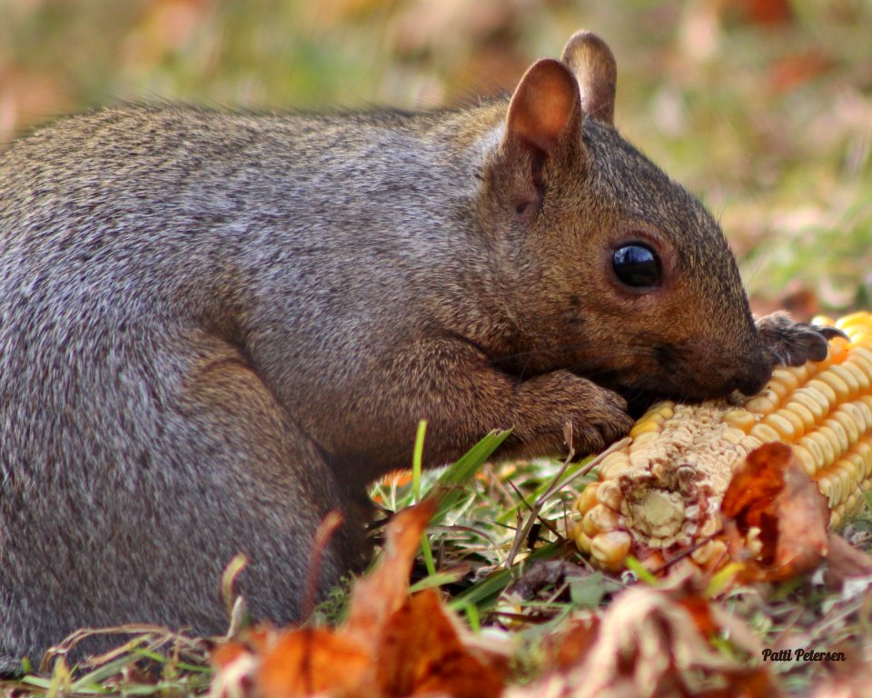 gray squirrel