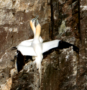 Gannets hugging after an absence