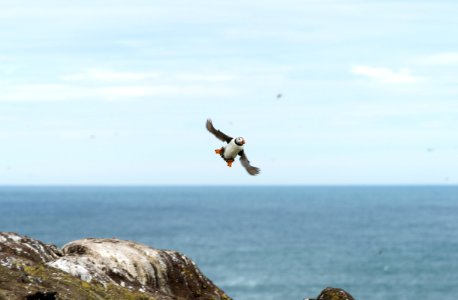 Puffin flying home without food